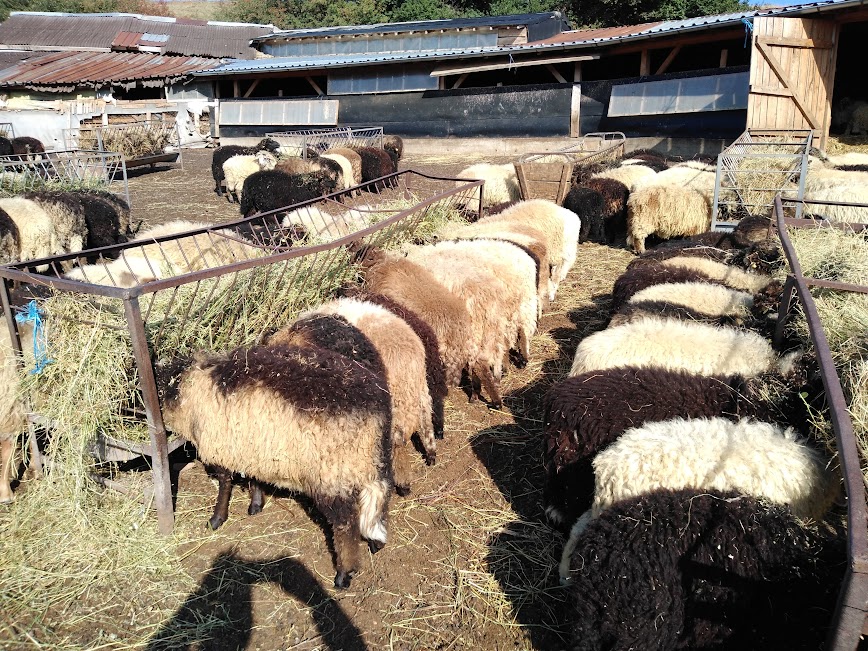 Sheep farm - Sustainable Farming