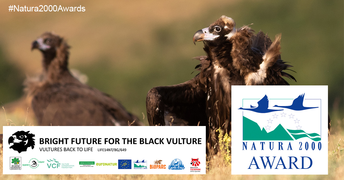 Bright Future for Black Vulture in Bulgaria (2015-2022) - Natura 2000 Awards